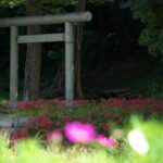 京都に行くならばここに行きたい！最強レベルの縁結びの神社５選